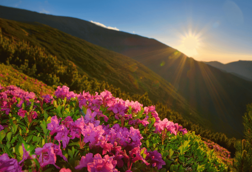 Únikovka pro Pražáky: 10 tipů kam na jaře vyrazit